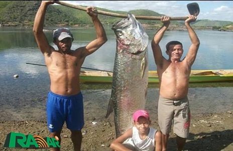 Pescadores piranhenses capturam peixe enorme no Rio São Francisco