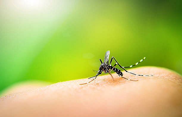 Brasil chega a 512 mil casos prováveis de dengue e 75 mortes pela doença