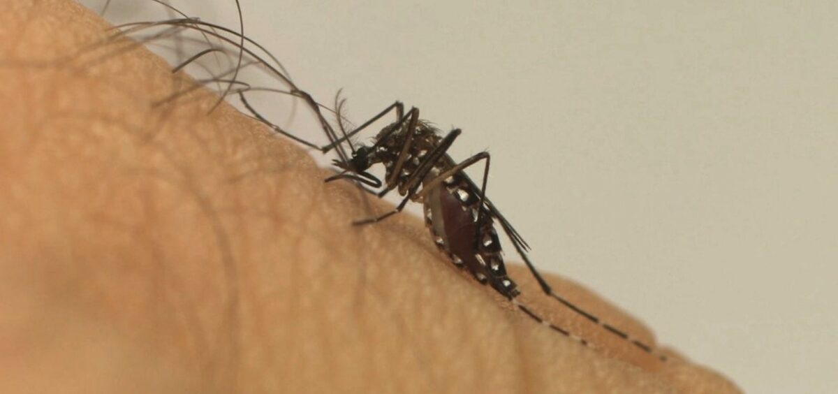 Vitória da Conquista lidera ranking de registros de dengue na Bahia