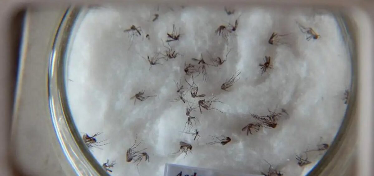 Brasil lidera ranking de casos de dengue entre os países das Américas com 83% de registros