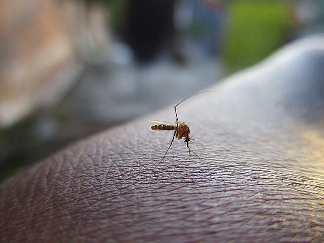 Sesau confirma segunda morte por dengue neste ano em Alagoas; quatro óbitos são investigados