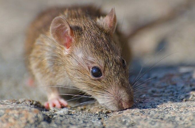 Sesau alerta sobre os cuidados para evitar a contaminação por leptospirose