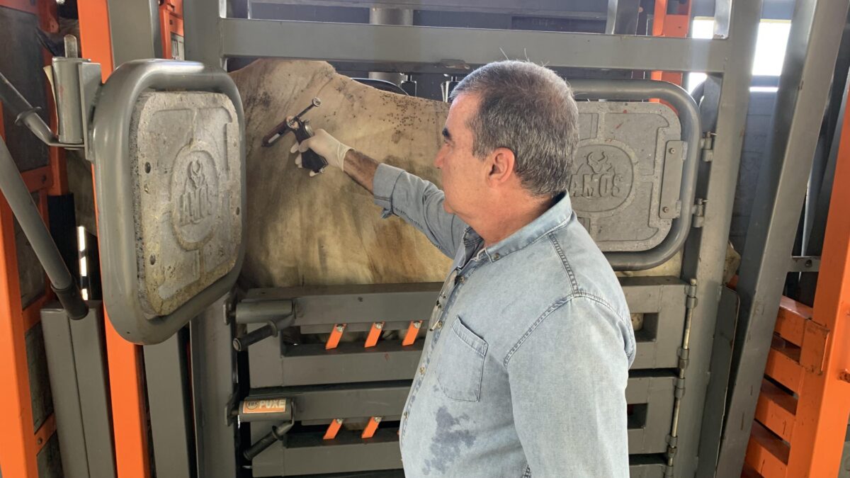 Atenção, criador: prazo para a declaração da aftosa se encerra na próxima quarta-feira