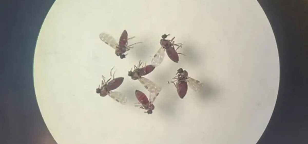 Oropouche avança e atinge 21 estados no Brasil