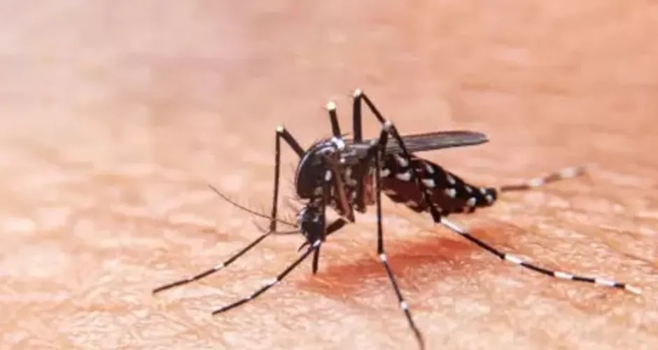 Alagoas tem aumento de 247% no número de casos confirmados de dengue