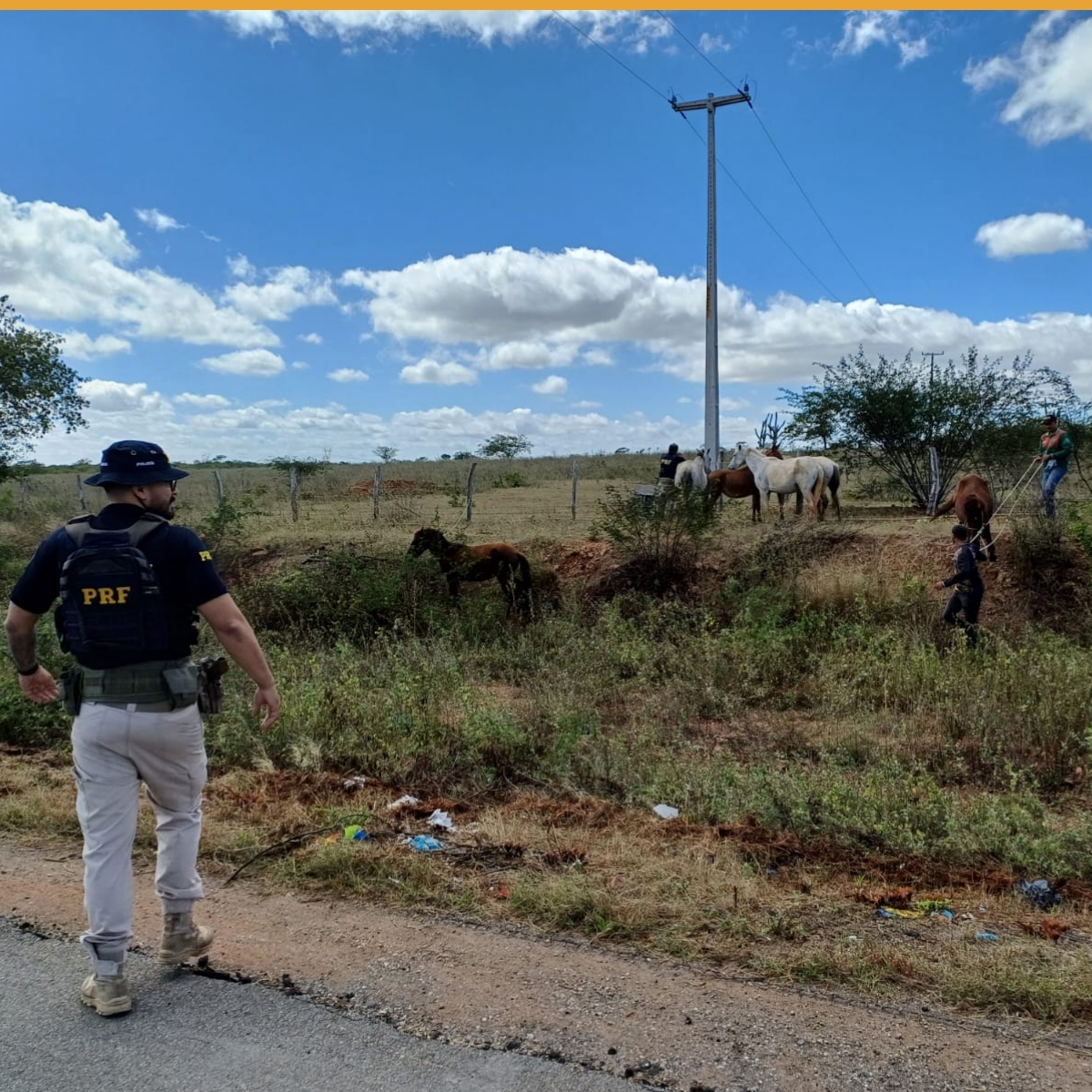 PRF intensifica ações para remoção de animais soltos na BR 110 em Paulo Afonso (BA)