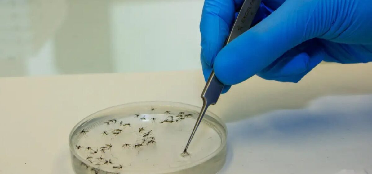 Surto recente de febre Oropouche foi causado por nova linhagem viral