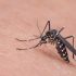 El Niño pode elevar casos de dengue no Brasil em 2027, alerta Ministério da Saúde